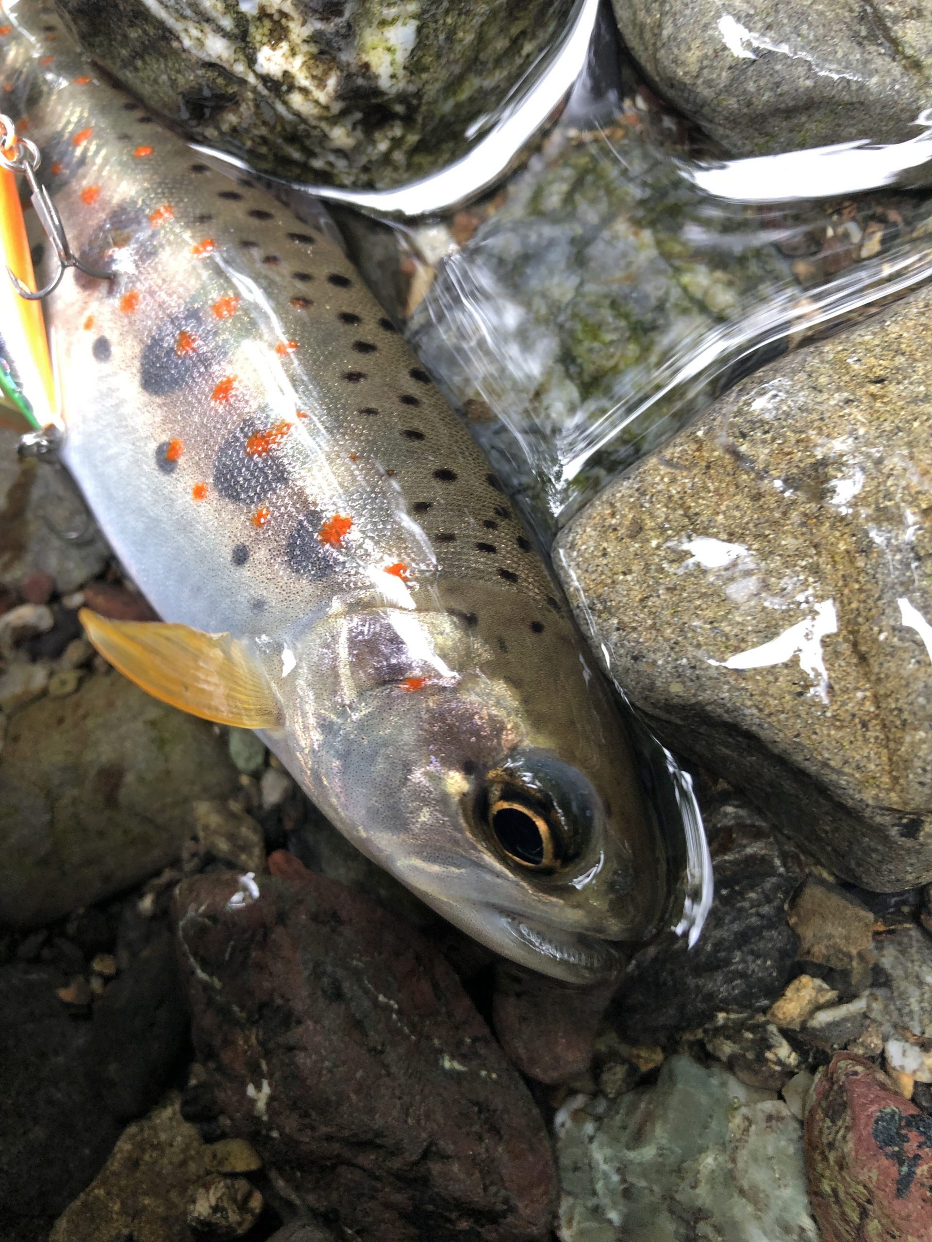 渓流ルアー再び 新兵器でアマゴに挑む 釣りバカキノピーが行く